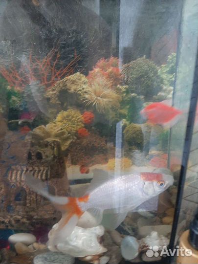 Золотая рыбка