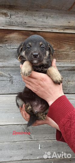 Щенок в добрые руки