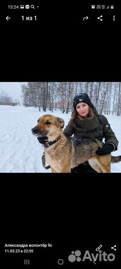 Бывшедомашняя собака из приюта