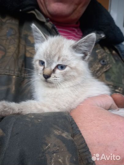 4 котенка девочки 2 месяца