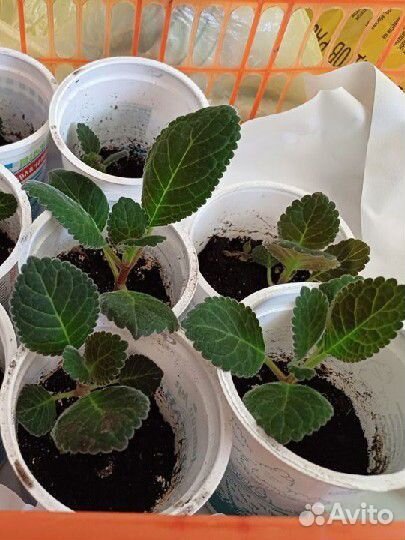 Глоксиния тигринум