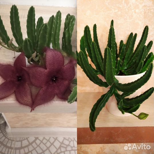 Комнатные растения