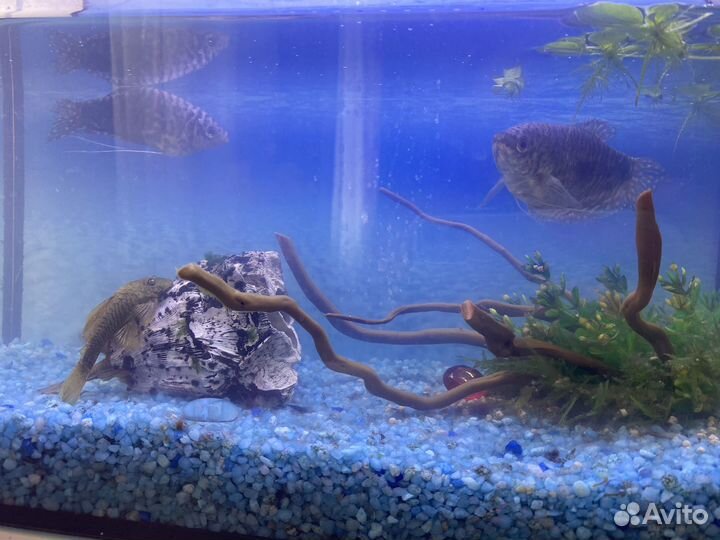 Аквариум 25л