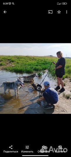 Сибирские хаски