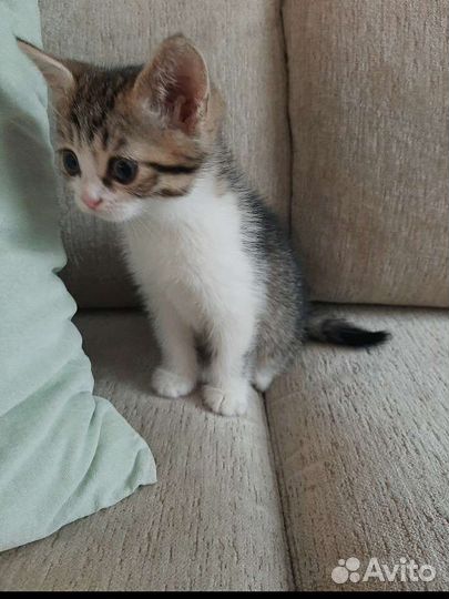 Кошка в дар