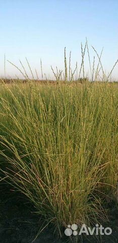 Семена Солончаковый, Озерненский