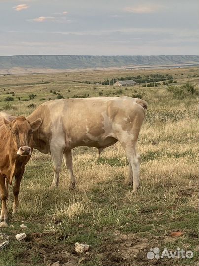 Бык симентал