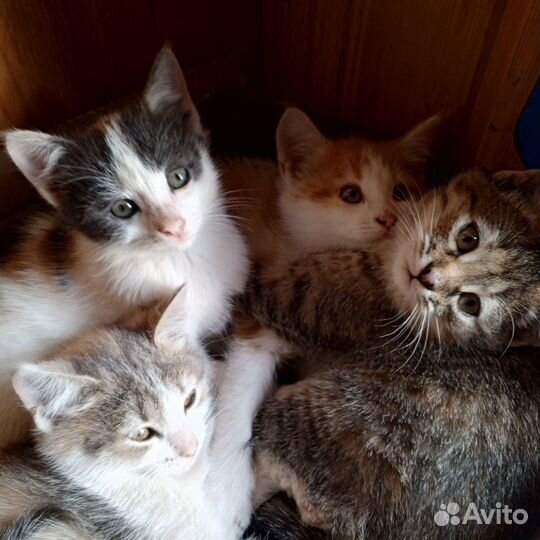 Котята в добрые руки приучены к лотку