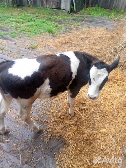 Телочка 3мес