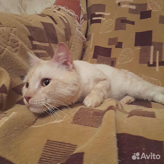 Котик ищет семью