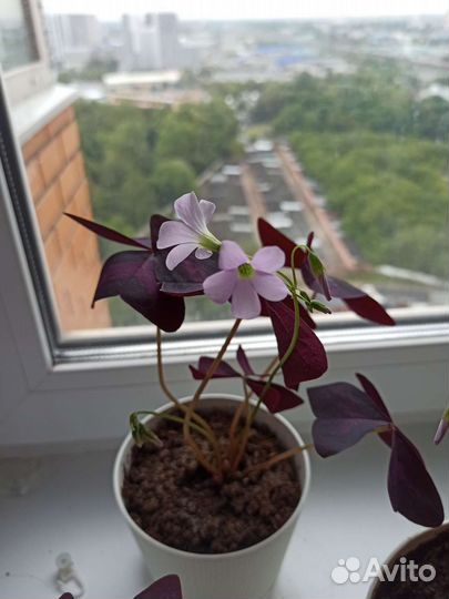 Кислица оксалис