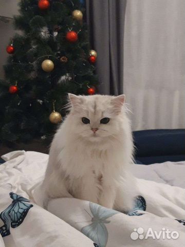 Отдам британскую шиншиллу, в добрые руки