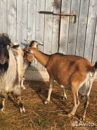 Дойные козы