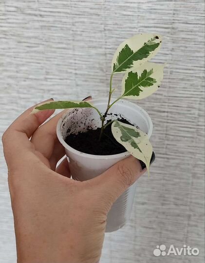 Фикус де гантель