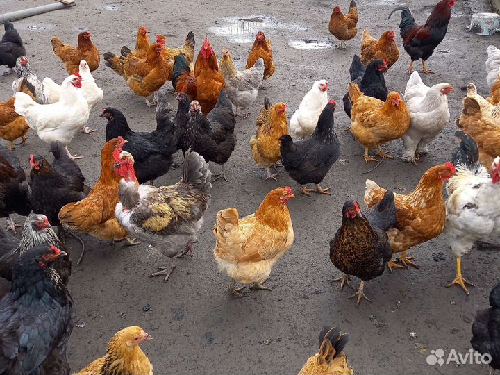 Инкубационное яйцо кур несушек