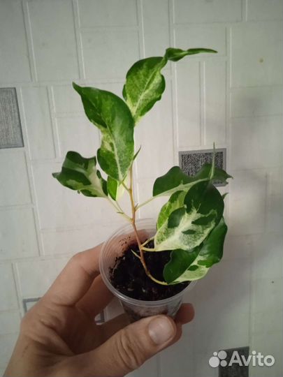 Сортовые фикусы
