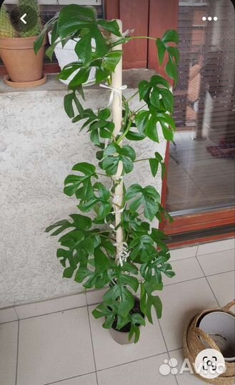 Рафидофора тетрасперма