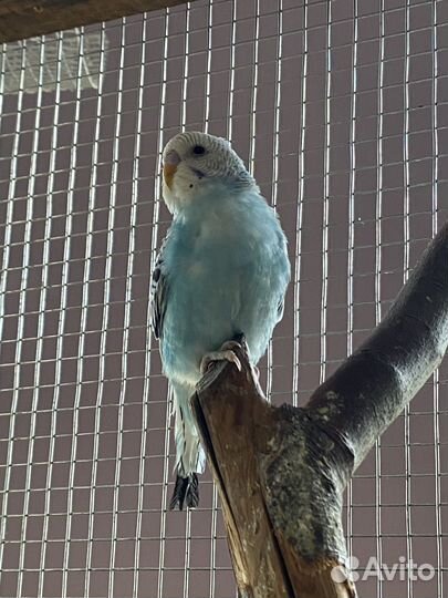 Волнистые попугаи