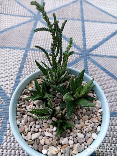 Микросадики и композиции из суккулентов