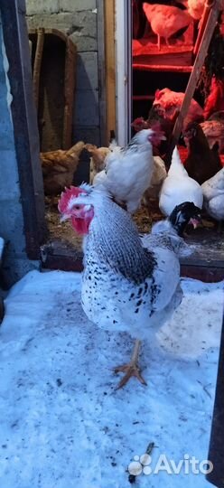 Молодые петухи кучинская юбилейная