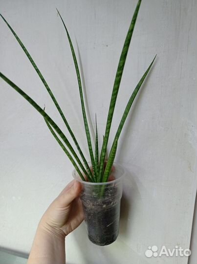 Крассула, сансевиерия,алоэ