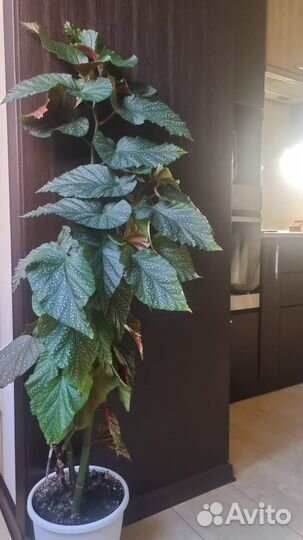 Бегония растение