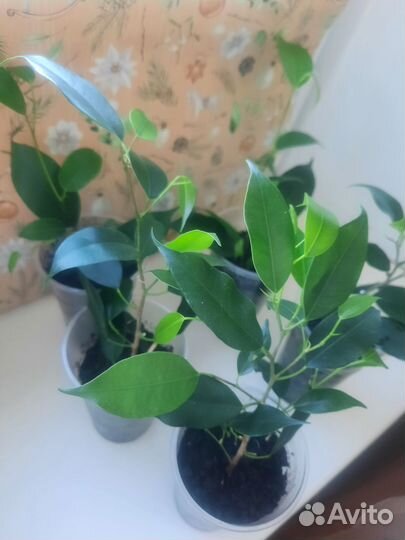 Фикус бенджамина