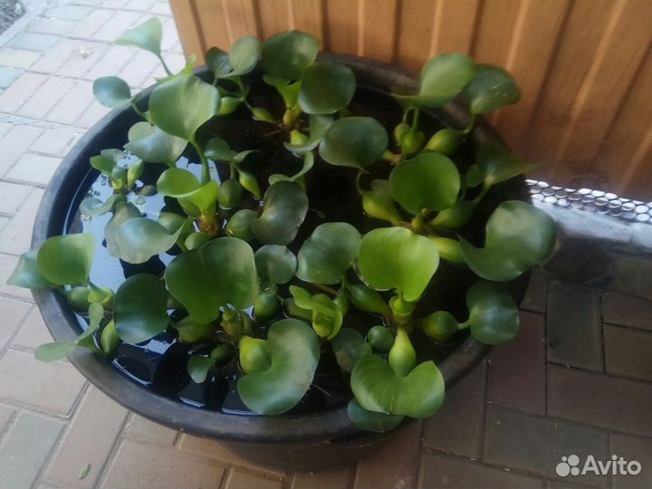 Предлагаю водный гиацинт и кувшинку