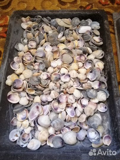 Ракушки для аквариума, для поделок, для украшений