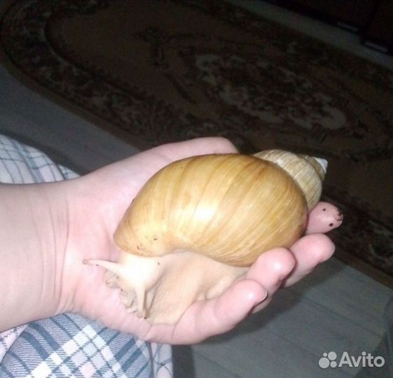 Улитки ахатины