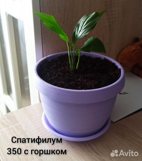 Спатифиллум