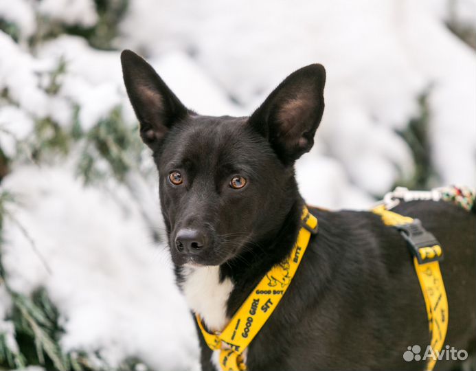 Собаки в дар