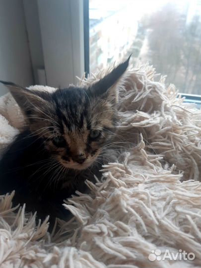 Отдам котенка в добрые руки