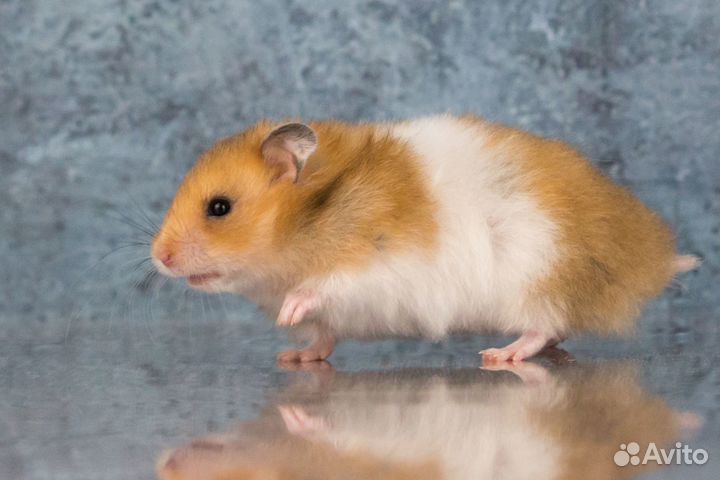 Сирийские Ангорские Джунгарские Хомяки Ручные