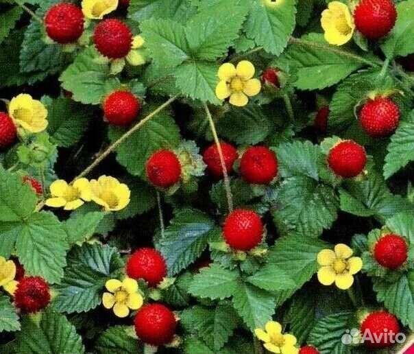 Цветы многолетние и почвопокровные