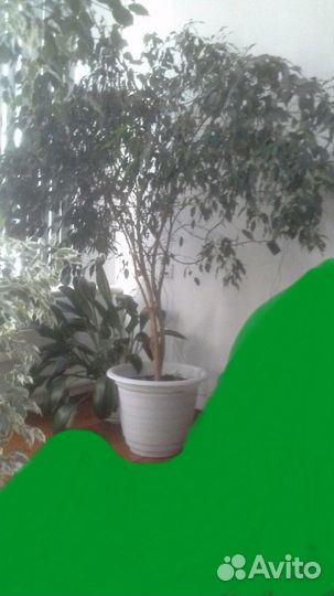 Комнатные цветы