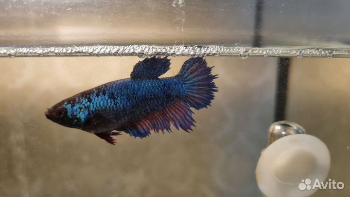 Аквариум с рыбками Петушок