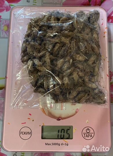 Сверчок,зоофобас