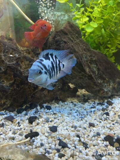 Лабидохромис Еллоу, Хромис красавец, попугай