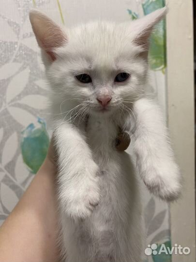 Кошка в дар