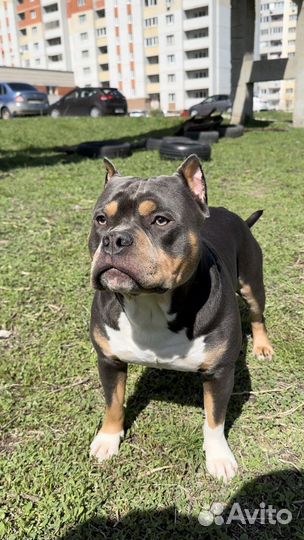 Американский булли покет вязка