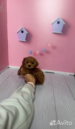 Мальтипу f1 мини мальчик шоколад, корея тип