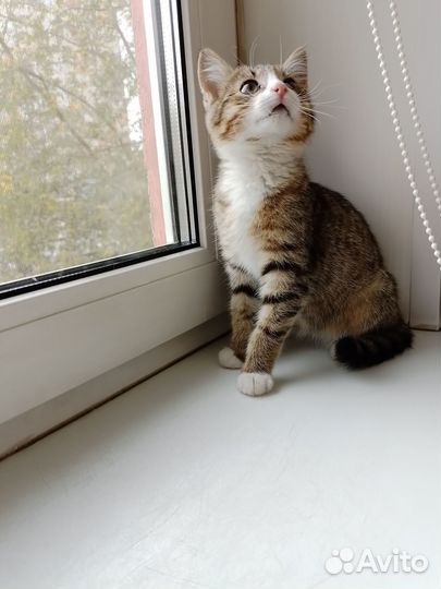 Котенок спасеныш