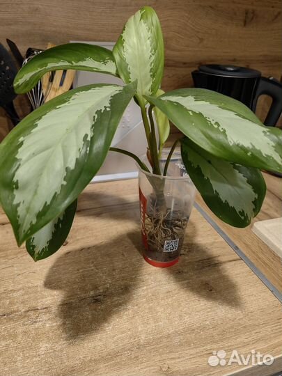 Аглаонема сильвер бей