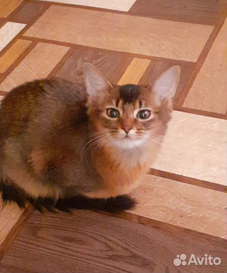 Сомалийская кошка