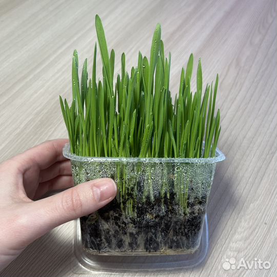 Трава для кошек