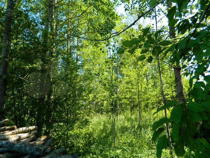 Участок 15 сот. (ИЖС)