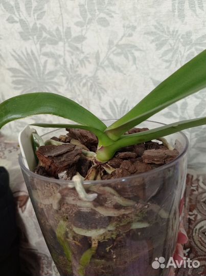 Орхидея фаленопсис