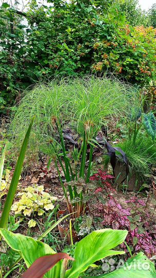 Cyperus Papyrus ‘Giant Egyptian