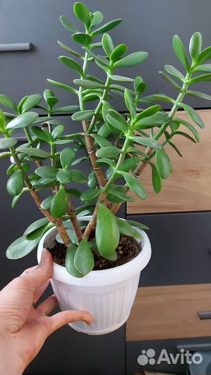 Комнатные растения